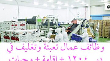 عمال تعبئة وتغليف في دبي